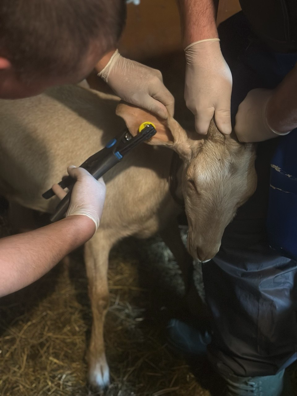 Маркирование сельскохозяйственных животных.